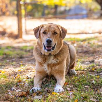 Rescue Anatolian Shepherd and Shepherd Dogs for Adoption in Wilmington, Delaware - Minos | PetCurious