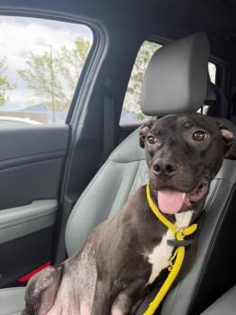 Pit Bull Terrier Dogs Available for Adoption in Salt Lake City, Utah - Koritsi | PetCurious