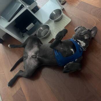 Labrador Retriever and Pit Bull Terrier Dogs Available for Adoption in Philadelphia, Pennsylvania - Saint | PetCurious