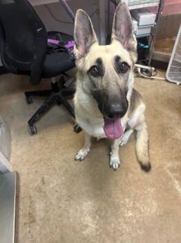 Lady -  German Shepherd Dog Dog for Adoption in New Braunfels, Texas - Lady | PetCurious