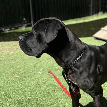 Dozer - ECAS -  Cane Corso and Mixed Breed Dog for Adoption in Pleasanton, California - Dozer - ECAS | PetCurious