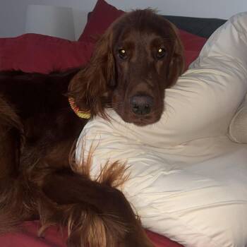 Chance D12360 -  Irish Setter Dog for Adoption - Chance D12360 | PetCurious