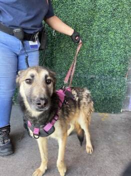 Rescue Belgian Shepherd Malinois and Mixed Breed Dogs for Adoption in El Paso, Texas - Luna | PetCurious