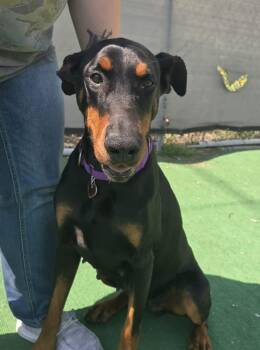 Doberman Pinscher Dogs Available for Adoption in Warren, Michigan - Sheena | PetCurious