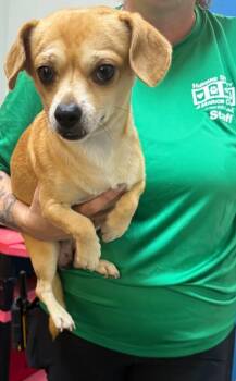 Blondie -  Mixed Breed Dog for Adoption in Ocala, Florida - Blondie | PetCurious