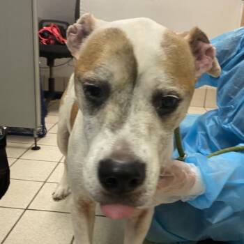 Grammy/Momma -  Mixed Breed Dog for Adoption in Charleston, West Virginia - Grammy/Momma | PetCurious