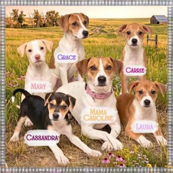 Jack Russell Terrier and Beagle Dogs Available for Adoption in Newport, Kentucky - Cassandra | PetCurious