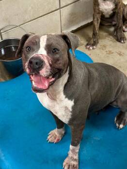 Eve -  Mixed Breed Dog for Adoption in Bossier City, Louisiana - Eve | PetCurious