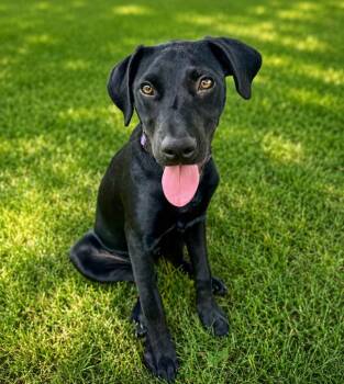 Mel Lowe -  Mixed Breed Dog for Adoption in Lindenhurst, New York - Mel Lowe | PetCurious