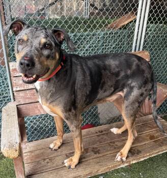 Catahoula Leopard Dog Dogs Available for Adoption - Bruschi | PetCurious