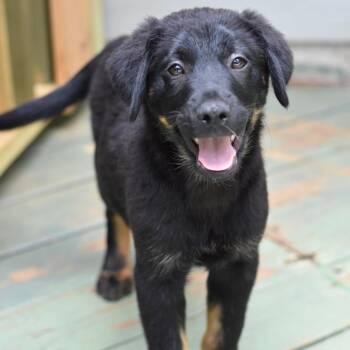 Levi (Victoria Litter) -  Labrador Retriever and Shepherd Dog for Adoption in Conroe, Texas - Levi (Victoria Litter) | PetCurious