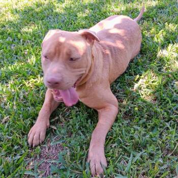 American Staffordshire Terrier and Mixed Breed Dogs Available for Adoption - Bubs | PetCurious