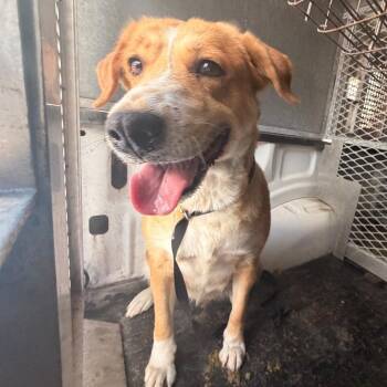 Lady -  Shepherd Dog for Adoption in Edinburg, Texas - Lady | PetCurious
