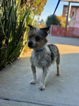 Rescue Yorkshire Terrier Dogs for Adoption in San Jose, California - LOUIS | PetCurious