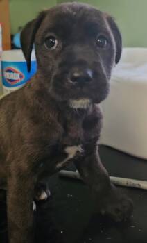 Rescue Mixed Breed Dogs for Adoption in Port St. Joe, Florida - Nicole | PetCurious