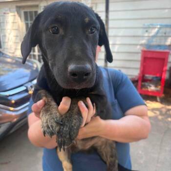 Polly -  Australian Shepherd and Cardigan Welsh Corgi Dog for Adoption in Hackett, Arkansas - Polly | PetCurious