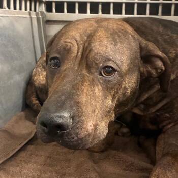Franklin King -  Pit Bull Terrier and Mixed Breed Dog for Adoption in Abilene, Texas - Franklin King | PetCurious