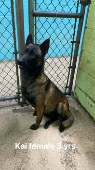 Belgian Shepherd Malinois Dogs Available for Adoption in Fort Payne, Alabama - Kai | PetCurious