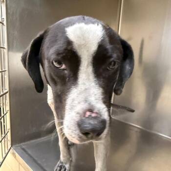 Apollo -  Mixed Breed Dog for Adoption in Winston-salem, North Carolina - Apollo | PetCurious