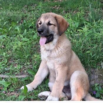 Great Pyrenees Dogs Available for Adoption in New Tazewell, Tennessee - Tank | PetCurious