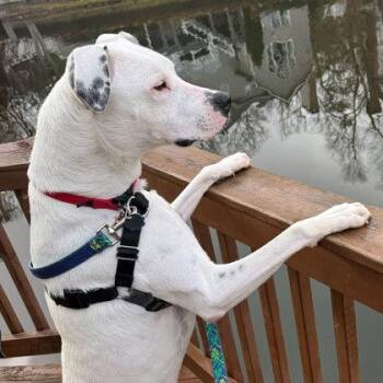 American Staffordshire Terrier and Argentine Dogo Dogs Available for Adoption in Atlanta, Georgia - Buck | PetCurious
