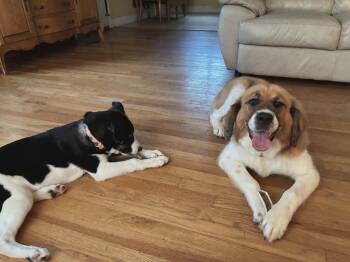 Saint Bernard and Bernese Mountain Dog Dogs Available for Adoption in Germantown, Ohio - Christina Kyky | PetCurious