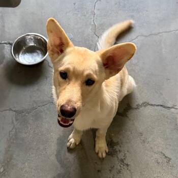 Felix A5804270 -  Siberian Husky Dog for Adoption in Los Angeles, California - Felix A5804270 | PetCurious
