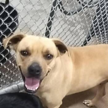 Boxer and Pit Bull Terrier Dogs Available for Adoption in Silsbee, Texas - Gracey #A-141124 | PetCurious