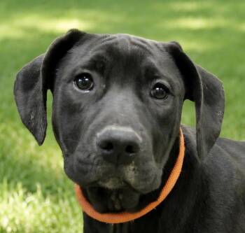 Magpie -  Labrador Retriever and Terrier Dog for Adoption in Bloomfield, Connecticut - Magpie | PetCurious