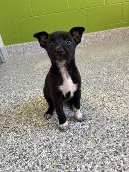 Judy Hopps -  Mixed Breed Dog for Adoption in Jackson, Michigan - Judy Hopps | PetCurious