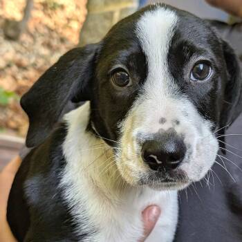 Miles -  Hound Dog for Adoption - Miles | PetCurious