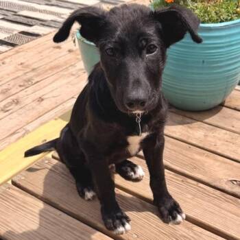 Yoplait -  Mixed Breed Dog for Adoption in Buffalo, Minnesota - Yoplait | PetCurious