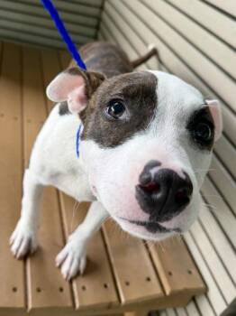 Maggie -  Pit Bull Terrier and Mixed Breed Dog for Adoption in New Orleans, Louisiana - Maggie | PetCurious