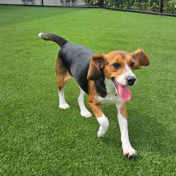 Rae 5302 -  Beagle Dog for Adoption in Loxahatchee Groves, Florida - Rae 5302 | PetCurious