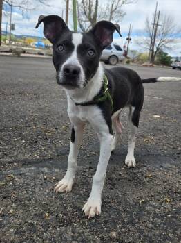 Pit Bull Terrier and Border Collie Dogs Available for Adoption in Fort Collins, Colorado - Petrie | PetCurious
