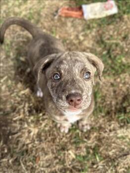 Labrador Retriever Dogs Available for Adoption - DAWN | PetCurious