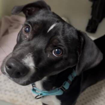 Merrick -  Mixed Breed Dog for Adoption in Venice, Florida - Merrick | PetCurious