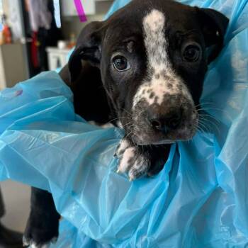 Mixed Breed Dogs Available for Adoption - Amberleigh | PetCurious