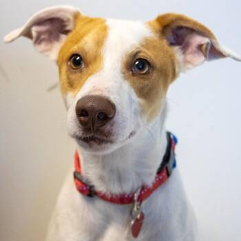 Mixed Breed Dogs Available for Adoption in Medford, Oregon - Springer | PetCurious