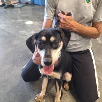 Terrier Dogs Available for Adoption - Missy | PetCurious