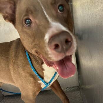 Tango (Kellan) -  Pit Bull Terrier Dog for Adoption in Greensboro, North Carolina - Tango (Kellan) | PetCurious
