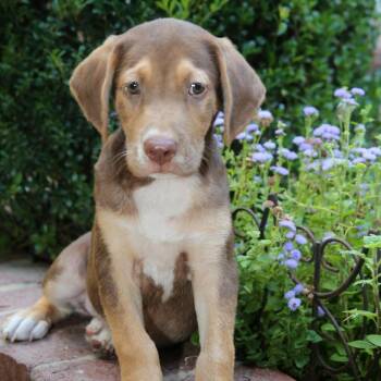 Dutch -  Mixed Breed Dog for Adoption in Allentown, Pennsylvania - Dutch | PetCurious