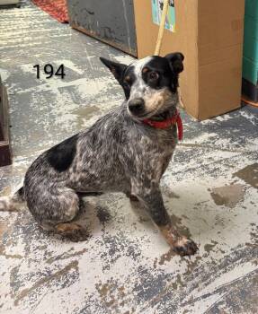 Bluey #194 -  Australian Cattle Dog Blue Heeler Dog for Adoption in New Lexington, Ohio - Bluey #194 | PetCurious