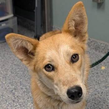 Husky Dogs Available for Adoption in Greenville, South Carolina - Tilly | PetCurious