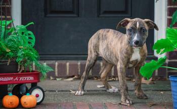 Catherine Parr -  Pit Bull Terrier Dog for Adoption in Salisbury, Maryland - Catherine Parr | PetCurious