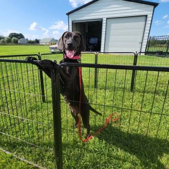 Tessa -  Beagle and Black Labrador Retriever Dog for Adoption in Chesapeake, Virginia - Tessa | PetCurious