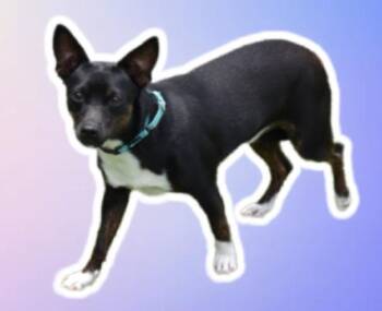 WESLEY -  Chihuahua Dog for Adoption in Sarasota, Florida - WESLEY | PetCurious