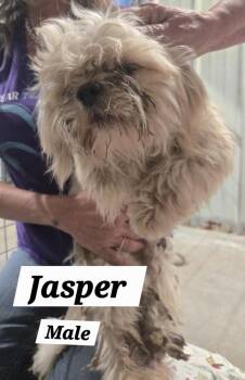 MO Jasper -  Shih Tzu Dog for Adoption in Warrenton, Missouri - MO Jasper | PetCurious