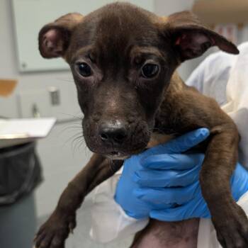 Legs -  Mixed Breed Dog for Adoption in Greenville, South Carolina - Legs | PetCurious