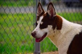 Cocoa -  Australian Shepherd Dog for Adoption in Mayer, Arizona - Cocoa | PetCurious